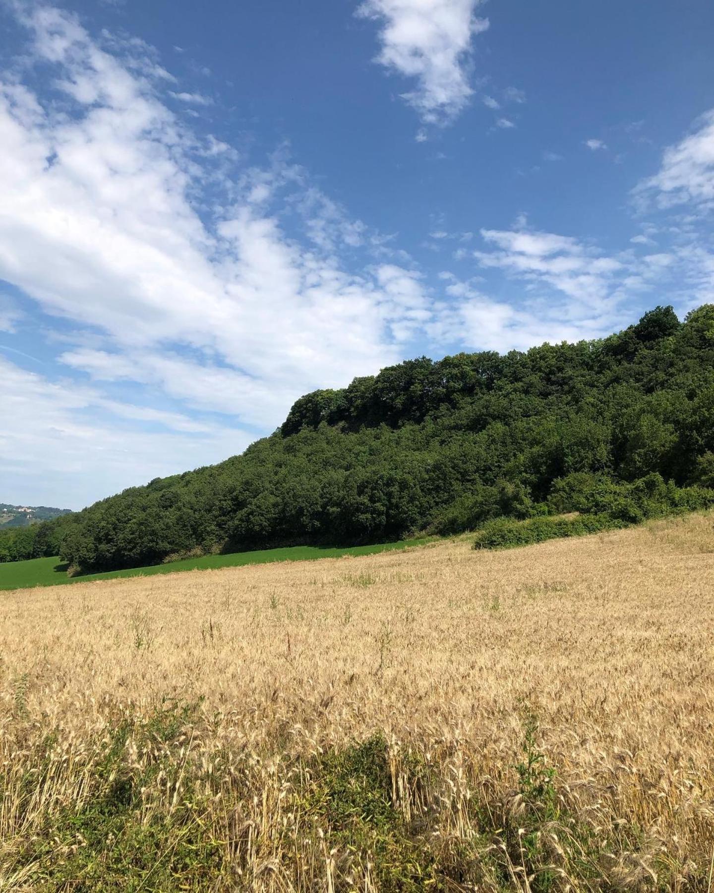 Agriturismo L'Esinante Cupramontana Luaran gambar